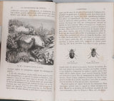 GIRARD Maurice "Les Métamorphoses des Insectes"