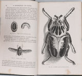 GIRARD Maurice "Les Métamorphoses des Insectes"
