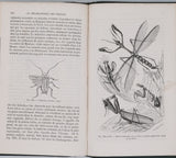 GIRARD Maurice "Les Métamorphoses des Insectes"