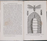 GIRARD Maurice "Les Métamorphoses des Insectes"