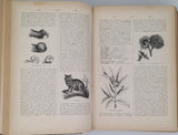 PIZZETA Jules "DICTIONNAIRE POPULAIRE ILLUSTRÉ D'HISTOIRE NATURELLE"