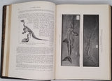 COUTIERE Henri "Le Monde Vivant - Histoire Naturelle Illustrée" 4 volumes