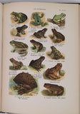 COUTIERE Henri "Le Monde Vivant - Histoire Naturelle Illustrée" 4 volumes