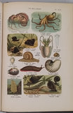 COUTIERE Henri "Le Monde Vivant - Histoire Naturelle Illustrée" 4 volumes