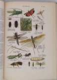 COUTIERE Henri "Le Monde Vivant - Histoire Naturelle Illustrée" 4 volumes