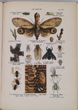 COUTIERE Henri "Le Monde Vivant - Histoire Naturelle Illustrée" 4 volumes