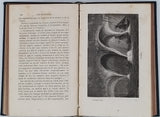 MARGOLLÉ Elie, ZURCHER Frédéric "Les Météores"