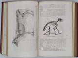 GERVAIS Paul "Éléments de Zoologie comprenant l'Anatomie, la Physiologie, la Classification et l'Histoire Naturelle des Animaux"