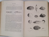 CHENU Jean-Charles "Encyclopédie d'Histoire Naturelle - Crustacés, Mollusques, Zoophytes" relié à la suite "Annelés" (2 Tomes en un Volume)