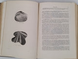 CHENU Jean-Charles "Encyclopédie d'Histoire Naturelle - Crustacés, Mollusques, Zoophytes" relié à la suite "Annelés" (2 Tomes en un Volume)