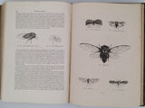 CHENU Jean-Charles "Encyclopédie d'Histoire Naturelle - Crustacés, Mollusques, Zoophytes" relié à la suite "Annelés" (2 Tomes en un Volume)