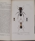 LUBBOCK John (Sir) "Fourmis Abeilles et Guêpes études expérimentales sur l'Organisation et les Moeurs des Sociétés d'Insectes Hyménoptères"