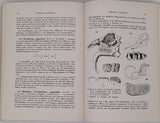 CHAVAN André, MONTOCCHIO H. "FOSSILES CLASSIQUES, Enchaînements et Détermination (350 espèces décrites avec illustrations en regard)"