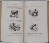 FIGUIER Louis "LA VIE ET LES MOEURS DES ANIMAUX - Les Insectes"