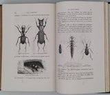 FIGUIER Louis "LA VIE ET LES MOEURS DES ANIMAUX - Les Insectes"