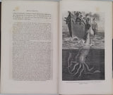 FIGUIER Louis "LA VIE ET LES MŒURS DES ANIMAUX - Zoophytes et Mollusques"