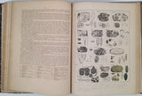 ROUMEGUÈRE Casimir "Cryptogamie illustrée ou Histoire des familles naturelles des plantes acotylédones d'Europe coordonnée suivant les dernières classifications et complétée par les recherches scientifiques les plus récentes - Famille des Lichens"