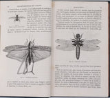 GIRARD Maurice "Les Métamorphoses des Insectes"