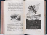 GIRARD Maurice "Les Métamorphoses des Insectes"