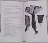 LLOYD Curtis Gates [Mycologie] "Recueil factice de 5 textes mycologiques publiés dans The Bulletin of the Lloyd Library"