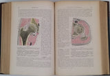 TESTUT Léo "Traité d'anatomie humaine" [4 Volumes]