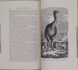 FIGUIER Louis "La Terre avant le Déluge"