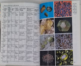 BAUER Jaroslav "Guide des minéraux - Minéraux, Roches, Pierres précieuses"