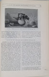 BREHM Alfred Edmund "MERVEILLES DE LA NATURE - LA TERRE, LES MERS ET LES CONTINENTS - GÉOGRAPHIE PHYSIQUE, GEOLOGIE ET MINERALOGIE"