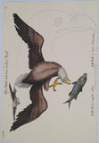 CATESBY Mark [ill. Jean-Michel SELIGMANN] "RECUEIL DE DIVERS OISEAUX ÉTRANGERS ET PEU COMMUNS QUI SE TROUVENT DANS LES OUVRAGES DE MONSIEUR CATESBY"