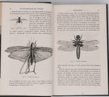 GIRARD Maurice "Les Métamorphoses des Insectes"