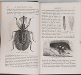 GIRARD Maurice "Les Métamorphoses des Insectes"