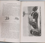 GIRARD Maurice "Les Métamorphoses des Insectes"