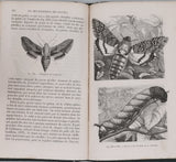 GIRARD Maurice "Les Métamorphoses des Insectes"