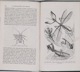 GIRARD Maurice "Les Métamorphoses des Insectes"