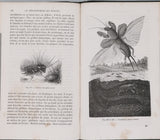 GIRARD Maurice "Les Métamorphoses des Insectes"