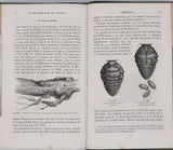 GIRARD Maurice "Les Métamorphoses des Insectes"