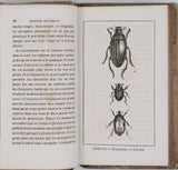 BOURASSÉ Jean-Jacques (Abbé) "Esquisses entomologiques ou Histoire naturelle des insectes les plus remarquables"