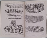 DENIZOT Georges "Petit atlas des fossiles 3 Fascicules : I-fossiles primaires et triasiques, II-fossiles jurassiques et crétaciques, III-fossiles tertiaires et quaternaires"