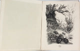 FABRE Jean-Henri [Illustrations NOTTON Tavy] "Vie et Moeurs des Insectes"