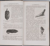 GIRARD Maurice "Les Métamorphoses des Insectes"