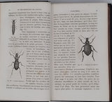 GIRARD Maurice "Les Métamorphoses des Insectes"