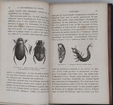 GIRARD Maurice "Les Métamorphoses des Insectes"