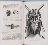 GIRARD Maurice "Les Métamorphoses des Insectes"