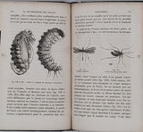 GIRARD Maurice "Les Métamorphoses des Insectes"