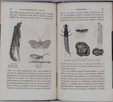 GIRARD Maurice "Les Métamorphoses des Insectes"