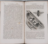 GIRARD Maurice "Les Métamorphoses des Insectes"