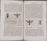 GIRARD Maurice "Les Métamorphoses des Insectes"