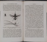 GIRARD Maurice "Les Métamorphoses des Insectes"