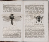 GIRARD Maurice "Les Métamorphoses des Insectes"