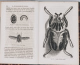 GIRARD Maurice "Les Métamorphoses des Insectes"